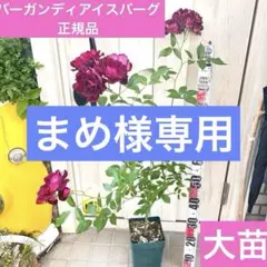 まめ様専用　バーガンディアイスバーグ　6号　大苗、リヒト大苗