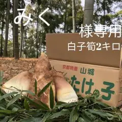 みく様専用 白子筍 2キロ箱込み