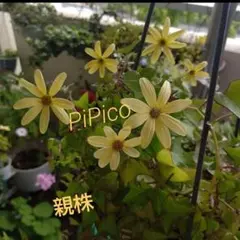 多肉植物☆マーガレットアイビー☆挿し穂から育てた抜き苗1本