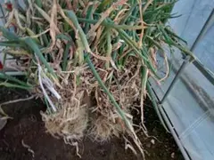 鳥取県産　土ネギ「春香葱」 20kg　白ネギ　長ネギ 鳥取県産 白ネギ「春香葱」 20kg 長ネギ - メルカリ