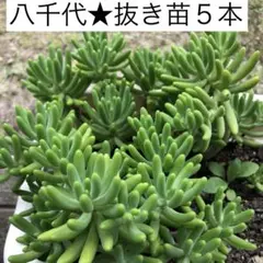 2026年最新】千本桜 多肉の人気アイテム - メルカリ