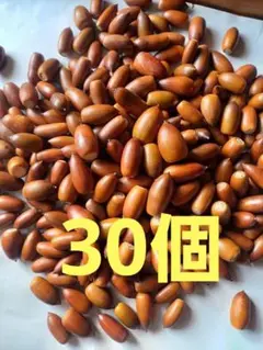 どんぐり　マテバシイ　30個