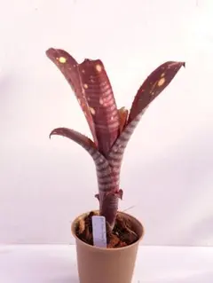 2026年最新】タンクブロメリア ビルベルギアの人気アイテム - メルカリ