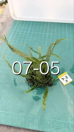 セファロタス ビッグボーイ(Big Boy)② 食虫植物 【匿名配送】 - メルカリ