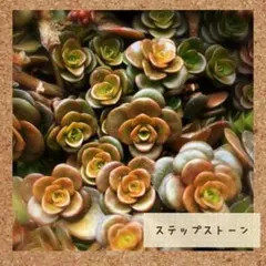 ロスラリア・プラティフィラ 2号ポット抜き苗 B - メルカリ