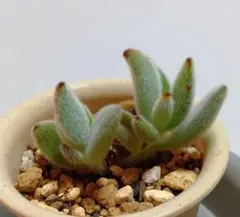 こーみん様 リクエスト 2点 まとめ商品