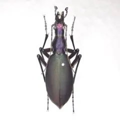 メルカリ
