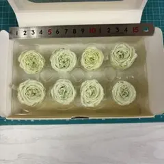 ナナガーデンローズのピスタチオ