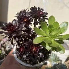 多肉植物。アエオニウム黒法師2株と綠法師1株セット