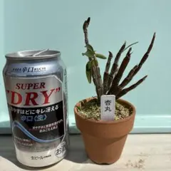 Todo様 リクエスト 2点 まとめ商品