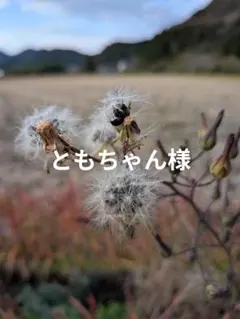 ニット生地◆1.7m◆チェック柄ブラウン