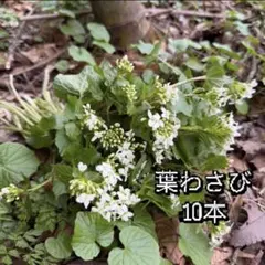 2026年最新】葉ワサビの人気アイテム - メルカリ