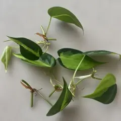 観葉植物　フィロデンドロン ブラジル　カット苗　撮影日7月25日のサムネイル