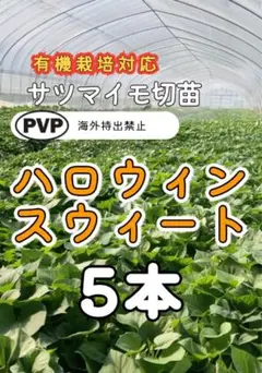 2026年最新】パープルスイートロード 苗の人気アイテム - メルカリ