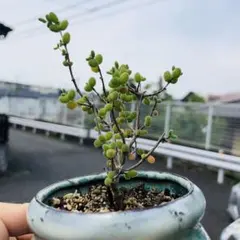 banjo12様専用 ドロサンテマム グロボーサム 多肉植物 7.5cmポット