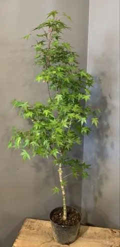モミジ 黄八丈 イロハモミジ系 90cmもみじ 紅葉 カエデ 鉢植え 苗木