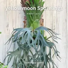 [胞子] yellow moon sporelings イエロームーンのサムネイル