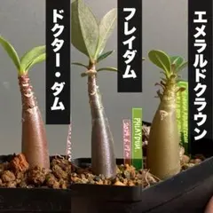 ツナティ様 リクエスト 2点 まとめ商品