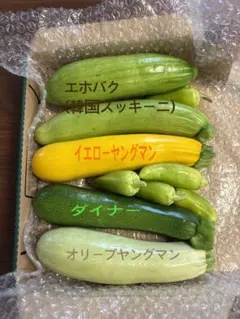 カラフルズッキーニ　4種　1.２kgのサムネイル
