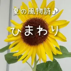 2025年最新】ひまわりの人気アイテム - メルカリ