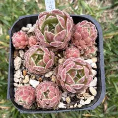 2026年最新】SEmpervivumの人気アイテム - メルカリ
