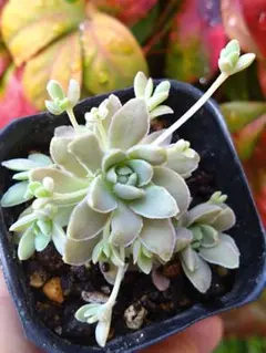 あんちゃん様 リクエスト 2点 まとめ商品