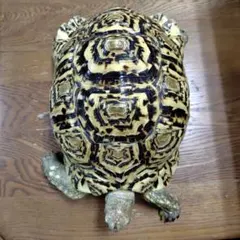 タイマイ亀の剥製 〔国際希少野生動植物種登録票有り〕 - メルカリ
