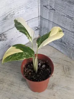 ⑥　モンステラ　斑入り　イエローモンスター８号特大苗木最高等級極上品‼️ モンステラ 斑入り『イエローモンスター』 8号 特大苗木最高等級