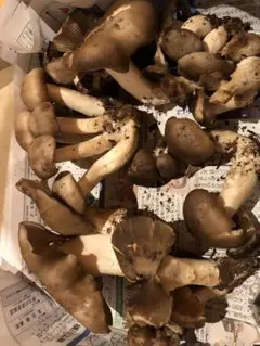 2026年最新】ほんしめじの人気アイテム - メルカリ