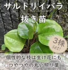 山野草◆サルトリイバラ 抜き苗 3株 生け花やいばらもちなどのサムネイル