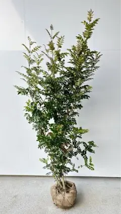 たばすこ様 リクエスト 2点 まとめ商品