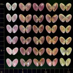 桜貝【合貝】30組(穴無し) ㉑