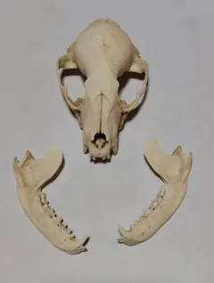 アライグマ(Procyon lotor)　頭骨