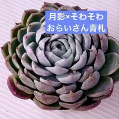 2026年最新】おらいさん苗 そわそわの人気アイテム - メルカリ