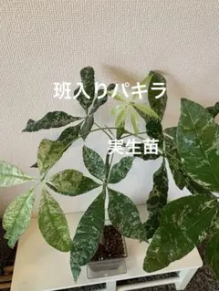 パキラ　実生　斑入り　５号鉢つき　激レア❗一点モノ❗ 2025年最新】パキラ 斑入り 実生の人気アイテム - メルカリ