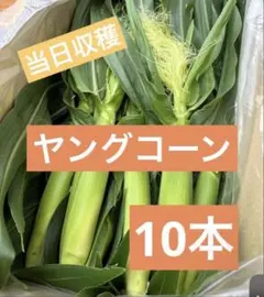 65.タイムセール！【ご注文後に収穫】おおもの　ヤングコーン　10本のサムネイル