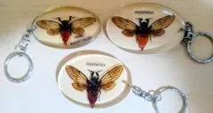 2026年最新】蝉 標本の人気アイテム - メルカリ