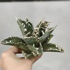 2026年最新】皇冠 アガベの人気アイテム - メルカリ