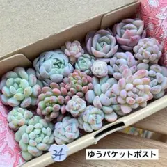 34 多肉植物　多肉弁当　詰め合わせ　寄せ植え　セット　カット苗　韓国苗　つぶ