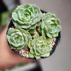 多肉植物 七福神 抜き苗 1株 - メルカリ