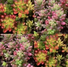 CK1059 オーロラ 72苗 多肉植物 土と根付き エケベリア 韓国苗 - メルカリ