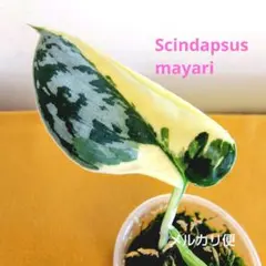 2026年最新】スキンダプサス マヤリの人気アイテム - メルカリ