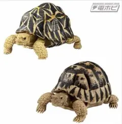 バンダイ ガシャポンシリーズ 「かめ」　２点