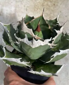 【チタノタ3種セット最終価格】ハデス　黒犀牛　包心龍　鉢ごとメルカリ便発送 チタノタ3種セット】ハデス 黒犀牛 包心龍 鉢ごとメルカリ便発送