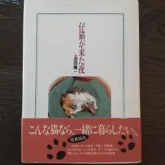 仔猫が来た夜 沼田陽一