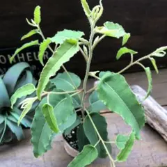 〇ポットごと♡レモンユーカリ♡即完売♡アロマや虫除けに♡ガーデニング