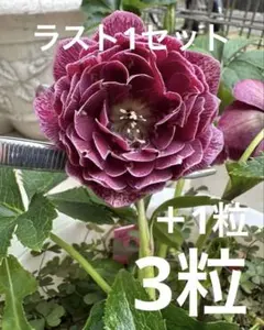 クリスマスローズ 種 雅 セルフ 3粒 残1 - メルカリ