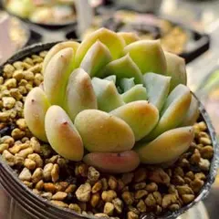 ❣️美苗♡名無しさん❣️現品 エケベリア 寄せ植え 多肉弁当 多肉植物