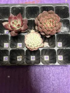 玲美　♡フォロー割orまとめ割あり♡様 リクエスト 3点 まとめ商品