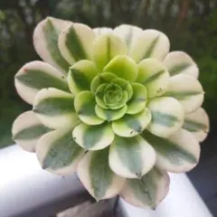 71#観葉植物❤️アエオニウム錦❤️ マイバッハ ❤️ 1大頭9cm拔き苗